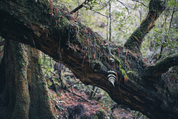 Winter Yaskuhima forest in Kyusyu Japan(World Heritage in Japan)