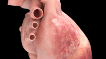 3d rendered illustration of the human heart