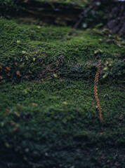 Winter Yaskuhima forest in Kyusyu Japan(World Heritage in Japan)