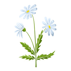 Blooming chamomile colored isolated doodle sketch
