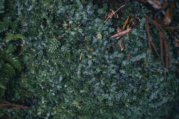 Winter Yaskuhima forest in Kyusyu Japan(World Heritage in Japan)