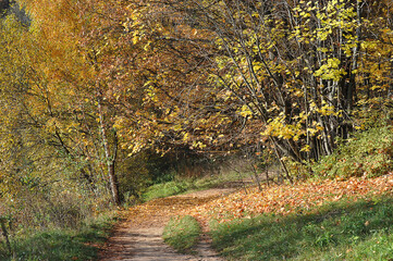 the path in the autumn park - autumn landscape