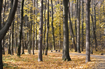 Fototapeta premium the path in the autumn park - autumn landscape