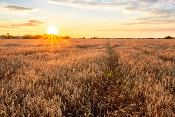 Obraz premium Amazing view at beautiful summer golden wheaten field with beautiful sunny sky on background, rows leading far away, valley landscape