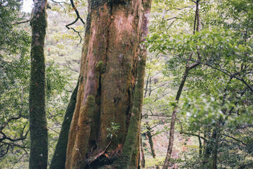 Winter Yaskuhima forest in Kyusyu Japan(World Heritage in Japan)