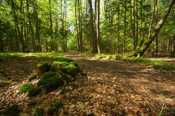 Waldweg