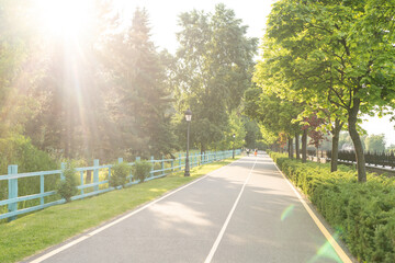 Road in the park, Country road lined with tree