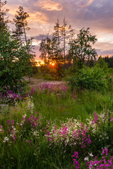 Summer landscape with flowers in forest