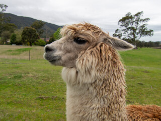 アルパカ　横顔　アップ
