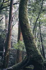 Winter Yaskuhima forest in Kyusyu Japan(World Heritage in Japan)