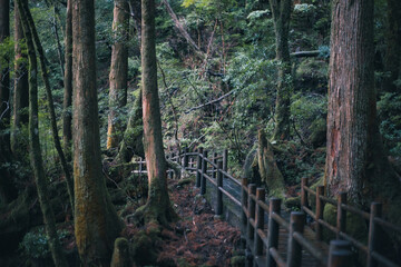 Winter Yaskuhima forest in Kyusyu Japan(World Heritage in Japan)