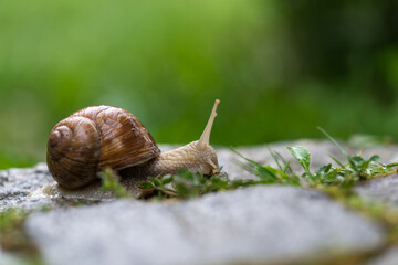 Weinbergschnecke