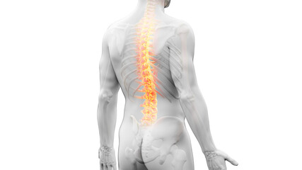 3d rendered illustration of a painful back