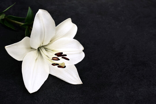 White delicate lily flowers with petals, condolence flower background card, funeral concept image, selective focus, shallow DOF