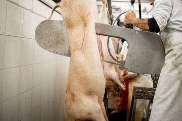 Industrial meat processing and cutting pig meat in half using saw equipment.