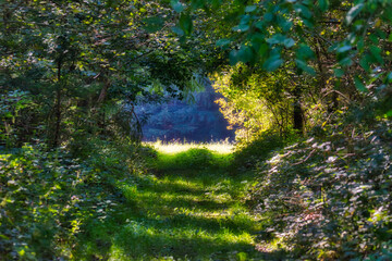 Blick durch einen grünen mit dichtem Laub umwachsenen Waldweg hinzu einer hellen Lichtung