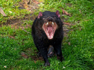 タスマニアデビル 口を開けて牙を見せる