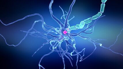 3d rendered illustration of a human nerve cell