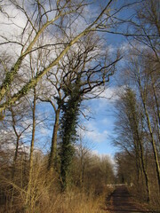 Baume an einem Waldweg