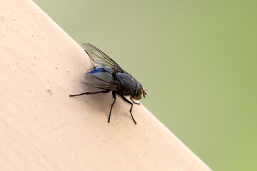 Domestic Fly portrait close up on the wooden board