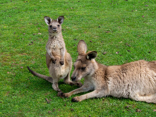 Fototapeta premium カンガルーの赤ちゃんと親