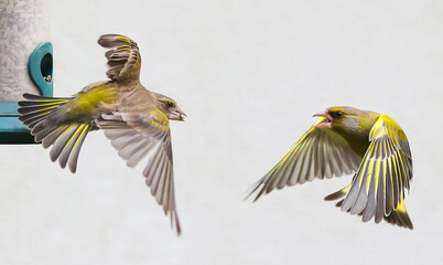 Two european greenfinch fighting for a food close up