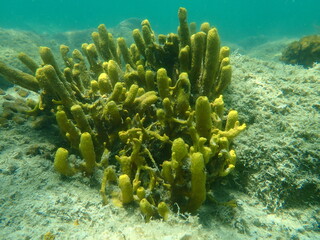 Fototapeta na wymiar Yellow tube sponge or Aureate sponge (Aplysina aerophoba) undersea, Aegean Sea, Greece, Halkidiki 