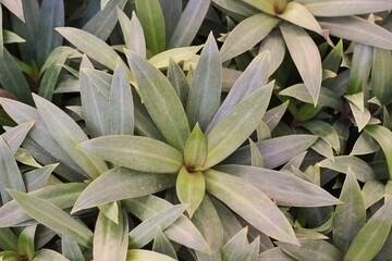 Obraz premium close up of plant