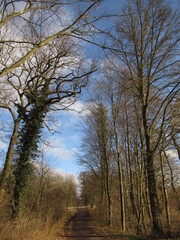 Weg zwischen B&auml;umen im Wlad