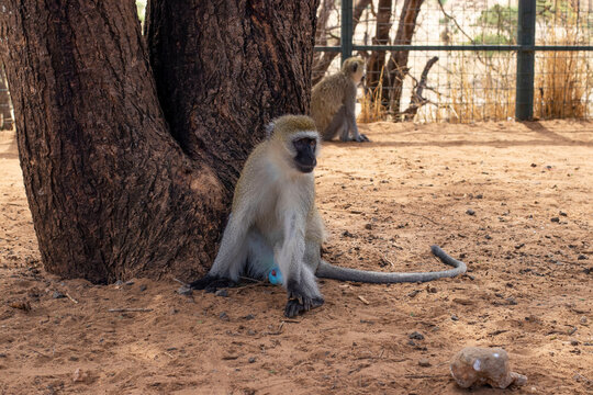 Male green dwarf monkey sits under a tree while parking at Tarangire National Park in Tanzania