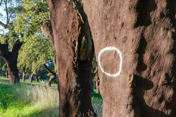 Trunk of a cork oak tree that has been recently harvested and date marked
