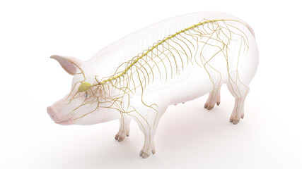 3d rendered illustration of the porcine anatomy - the nervous system