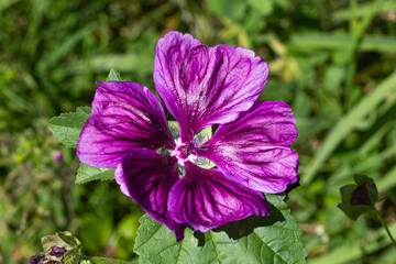 lila Blume