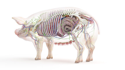 3d rendered illustration of the porcine anatomy