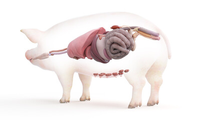 3d rendered illustration of the porcine anatomy - the organs - obrazy, fototapety, plakaty