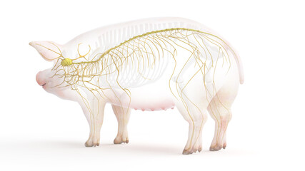 3d rendered illustration of the porcine anatomy - the nervous system