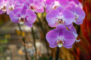 Fototapeta na wymiar Phalaenopsis or moth orchids in Hong Kong