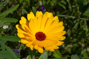gelbe. Blume