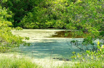 Tropical pond with a lush meadow and coconut trees on the horizon in Icacos, Trinidad in the...