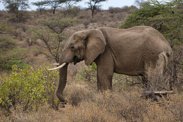 Naklejka na ściany i meble African elephant, Loxodonta africana, in the Samburu National Reserve in Kenya.
