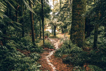 Azoren, Portugal, Sao Miguel, grünes Paradies, Vulkan, Urwald