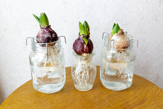 球根植物images Browse 2 048 Stock Photos Vectors And Video Adobe Stock