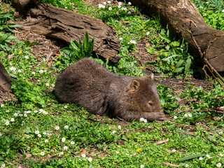 ウォンバット　お昼寝中
