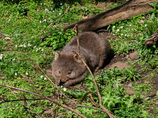 ウォンバット　お昼寝中
