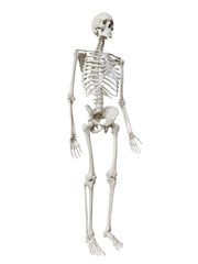 3d rendered illustration of the human skeleton
