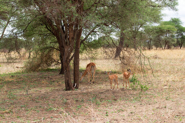 Impala female with two cubs in Tarangire National Park in Tanzania