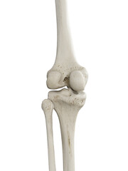 3d rendered illustration of the skeletal knee