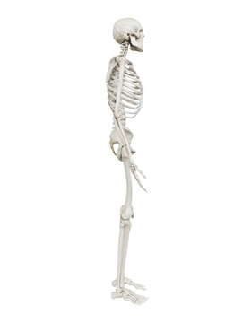 3d rendered illustration of the human skeleton
