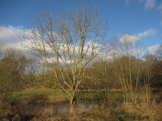 Baum an einem Bach an einem Feld im Winter