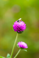 Pink amaranth with bee feeding on nectar.